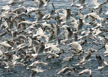 Uncle Bucktmnd - The Elusive Bucking Seagull