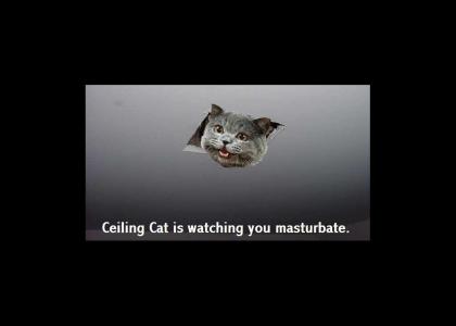 ceiling cat is really....