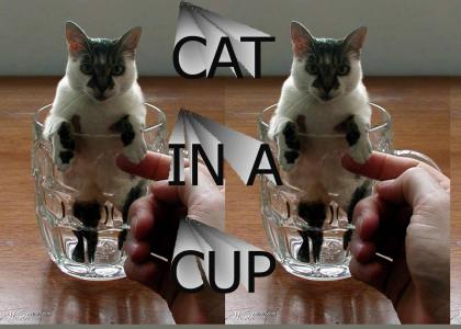 CAT IN A CUP