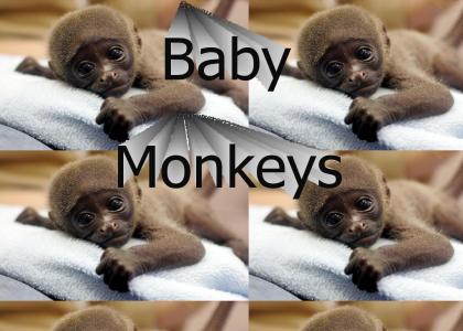 Baby Monkey Baby Babies