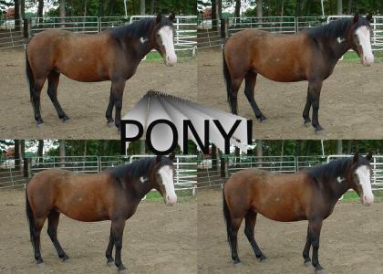 Pony! Pony!