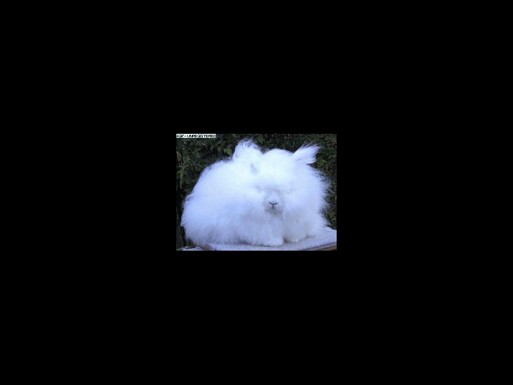 whitefluffybunnyrabbits