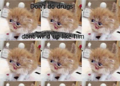 Cats on drugs