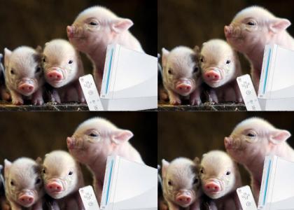Piglets go crazy for Wii!