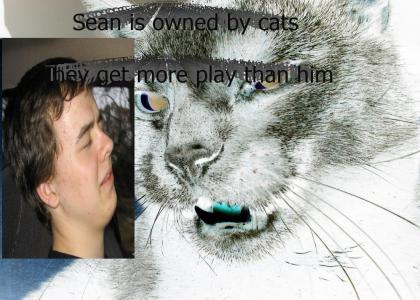 Cats >  Sean