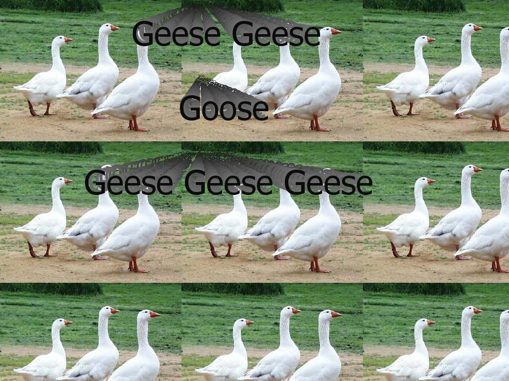 GeeseGeeseGeese