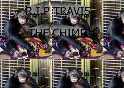 Travis the chimp can feel your face