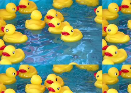 Rubber Ducky's are possessed