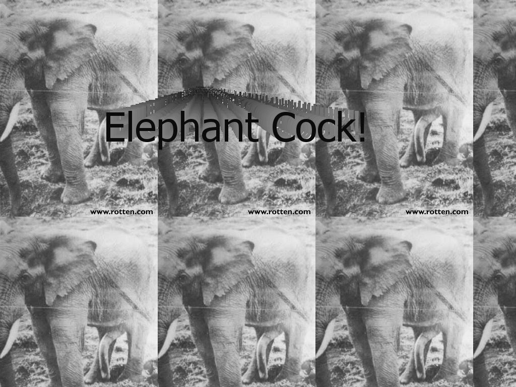 elephantcock