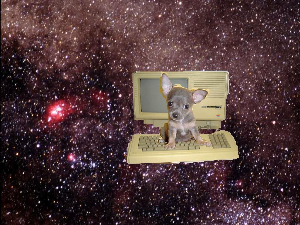 puppyonkeyboardinspace