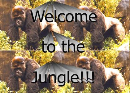 Welcome to the Jungle!