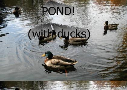 POND! (with ducks)