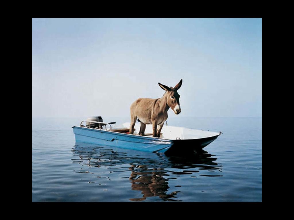 donkeyonaboat