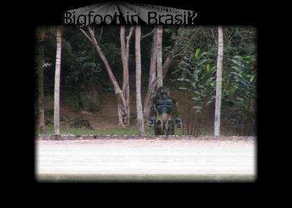 Bigfoot in Brasil??