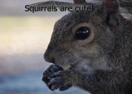 Squirrels are cute!