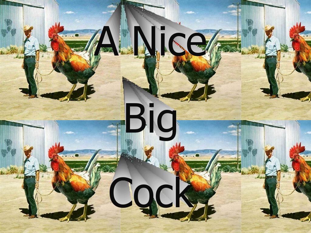 nicebigroostercock