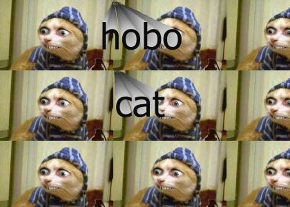 hobo cat