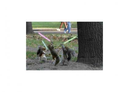 Jedi Attack Squirrels