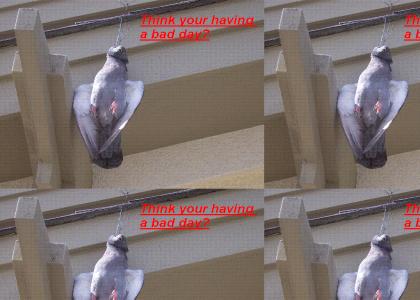 Pigeon commits suicide