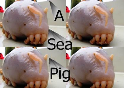 Sea Pig Found!