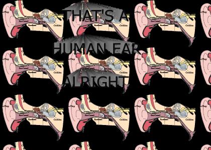 That's a Human Ear, Alright...