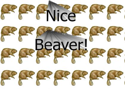 Nice Beaver!