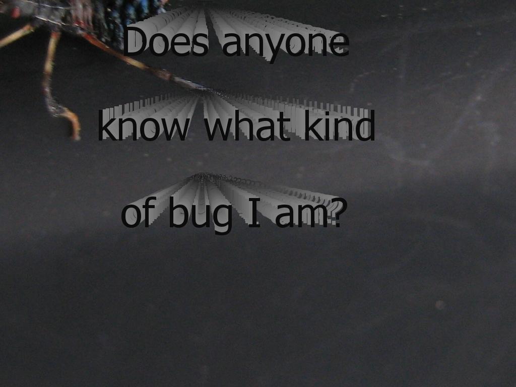 oddlittlebug