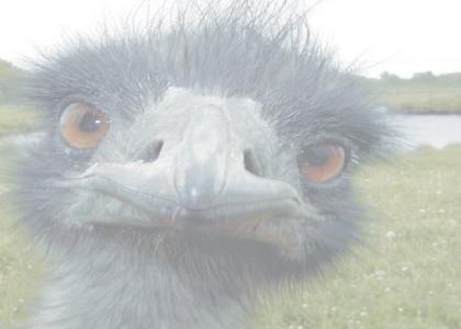 Emu stares into your soul