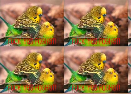 Budgies Love Foghat