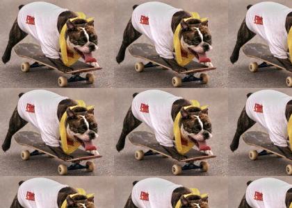 Great Moment in Dogs and Skateboarding