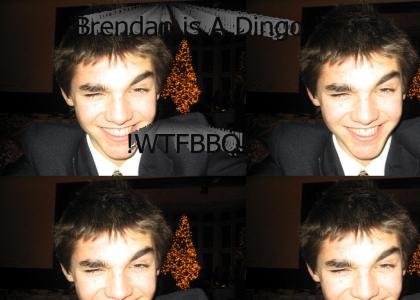 Brendan is a Dingo