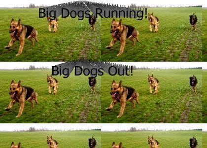 Big Dogs Running!
