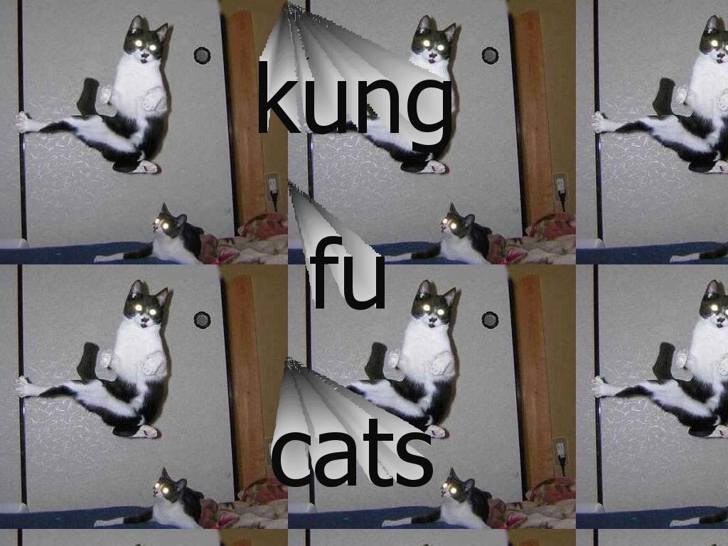 kungfucats