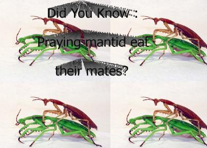 DYK : Praying Mantid?