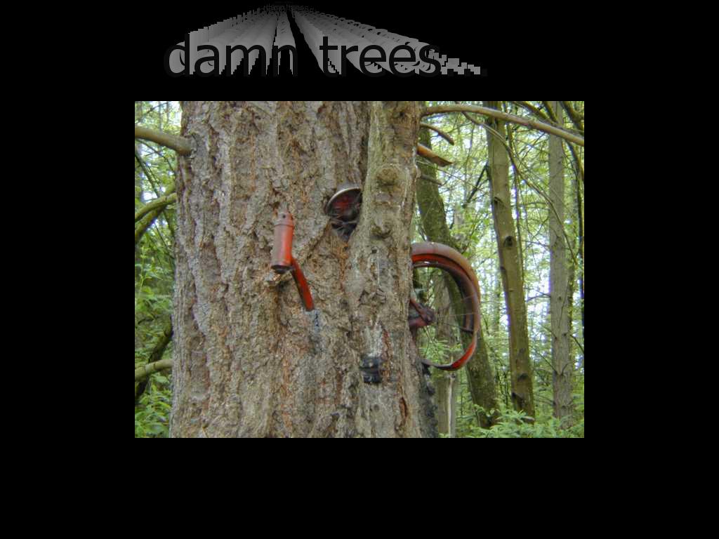 treestolemybike