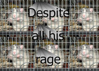 Rat in a cage