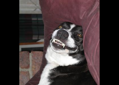 Laughing Dog