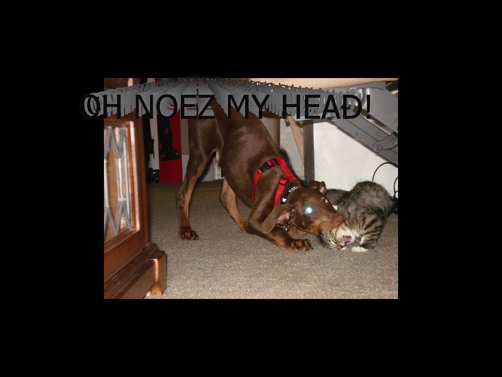 ohnoeztehdogbeeatingmyhead