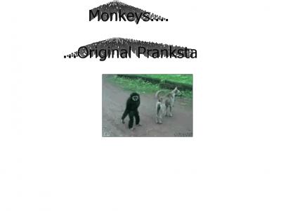 Monkey DO