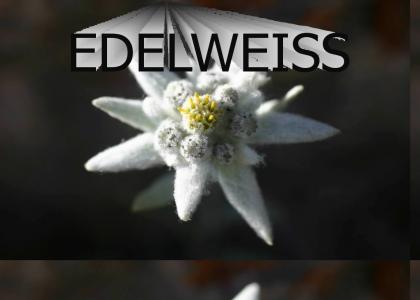 bring me edelweiss