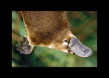 Floodian Platypus Raves!