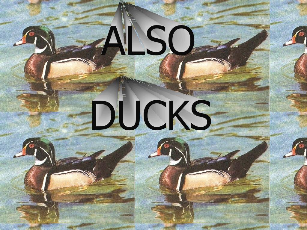 alsoducksredux