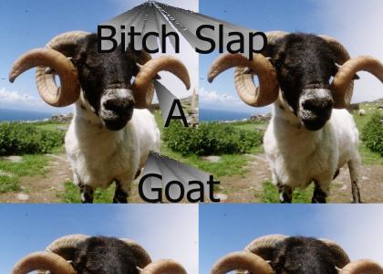 Slap Goats? Silly Gorillaz.