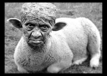 old sheep woman stares into your soul