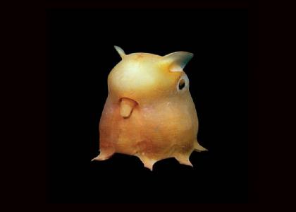 Dumbo Octopus Bing