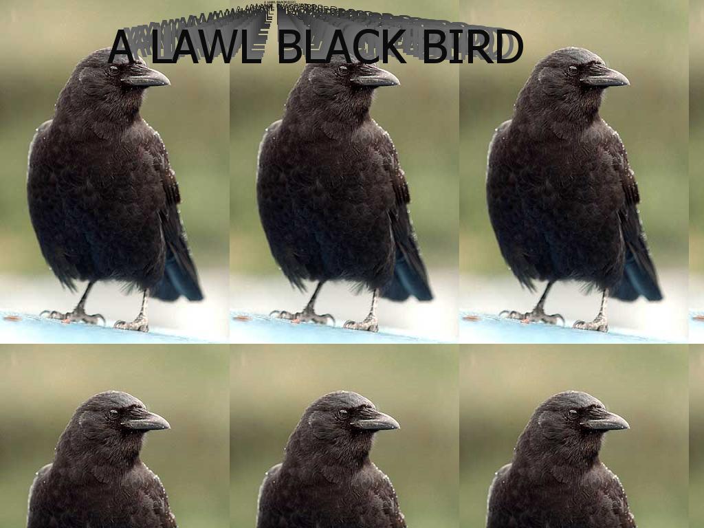 alawlblackbird
