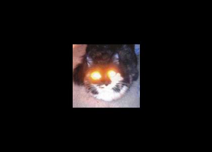 cats are possessed the devil
