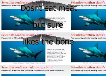That shark is a virgin!