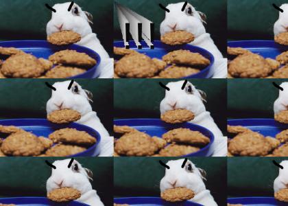 COOKIE RABBIT IS GOING TO HAVE YOU SECRETLY KILLED