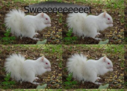Albino Squirrel! Weeeeeeeeee!